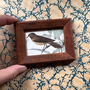 TINY BROWN BIRD framed engraving c. 1837 • original antique print • hand colored antique bird print • ready to display •
