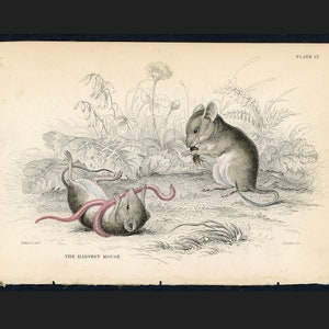 c. 1845 HARVEST MICE engraving • original antique print • rodent print • harvest mouse print • Jardine animal print • hand colored
