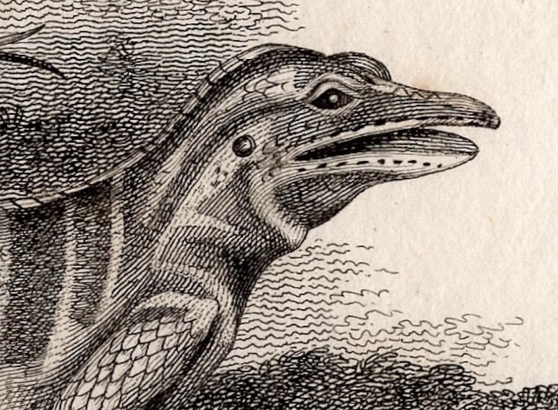 C. 1801 LIZARDS Engraving • Original Antique Print • Reptile Print ...