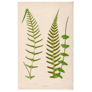 c. 1872 FERN lithograph • original antique print • Lowe botanical print • green ferns print • fern frond print • fern print