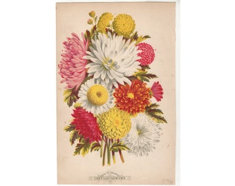 c. 1873 CHRYSANTHEMUMS print • original antique print • botanical print • flower print • bouquet print • gardening • Primulaceae