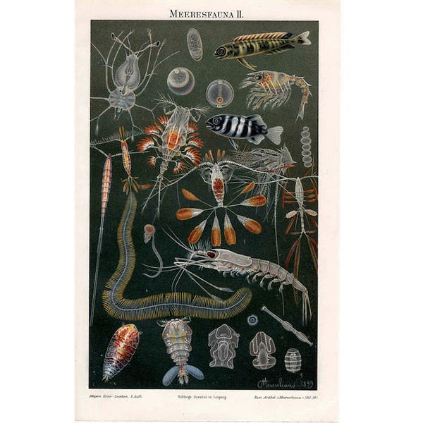 c. 1889 SEA LIFE FAUNA print ocean scene original antique sea life lithograph