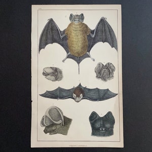 c. 1852 BATS engraving • original antique print - bat print - Halloween decor - Chiroptera - chauve souris - Vampire bat • hand colored
