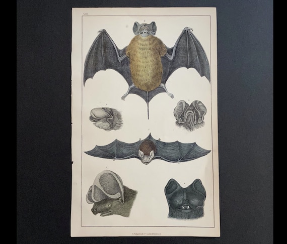 C. 1852 CHAUVES-SOURIS gravure impression antique originale impression de  chauve-souris décor d'Halloween Chiroptera chauve souris chauve-souris  vampire coloré à la main -  Canada