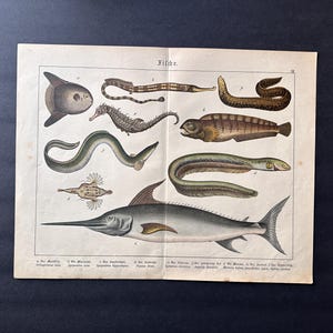 c.1890 ANTIQUE FISH print • original antique print • fishes print • sea life • marine life • swordfish mola seahorse eel pipefish
