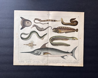 vers 1890 estampe POISSON ANTIQUE • gravure ancienne originale • gravure de poissons • vie marine • vie marine • espadon mola hippocampe anguille syngnathe