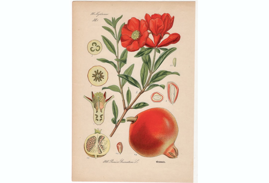 【大型本】FLOWER＆FRUIT PRINTS　ボタニカル 大型本】FLOWER＆FRUIT PRINTS ボタニカル 【公式通販】