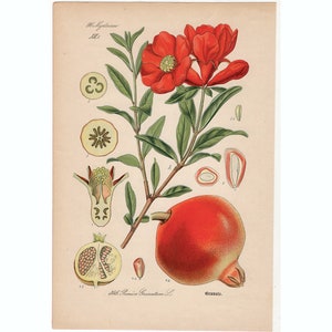 c. 1885 POMEGRANATE PRINT - original antique fruit print - dalim print - fruits and vegetables - antique botanical print -