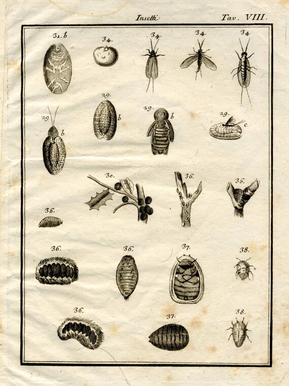 18thc INSECTS ENGRAVING Original Antique Insect Bug Print - Etsy