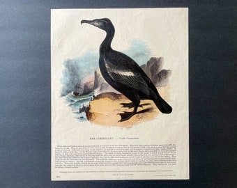 1845 - CORMORANT BIRD PRINT - antique bird engraving - ornithology print -  the great cormorant print - seabird