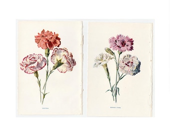 Litografías de claveles, c. 1900 • Juego de 2 grabados antiguos originales • Grabados botánicos • Grabados florales • Bordes con picotees y claveles