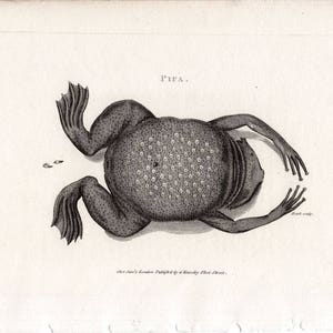 May include: A black and white illustration of a pipa, a type of frog, with a bumpy, textured skin. The frog is lying on its back with its legs outstretched. The illustration is labeled "PIPA."