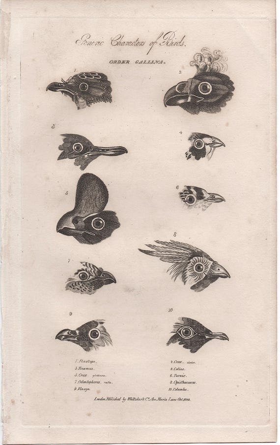 1829 年頃 鳥の頭の彫刻 • オリジナルのアンティークの版画 • 鳥の解剖