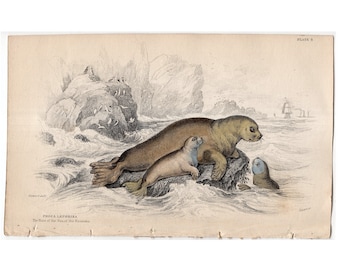 c. 833 ANTIQUE SEAL ENGRAVING original antique sealife print - hare of the sea - seal print