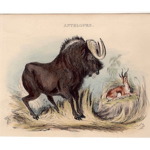 c. 1854 ANTELOPE etching • original antique print • ruminant animal print • Gnu print • Gazelle print • hand colored