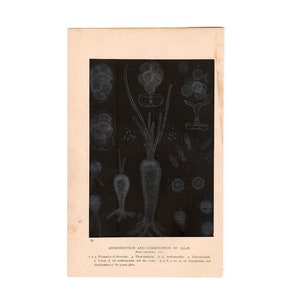 May include: A black and white illustration of the reproduction and germination of algae. The image shows the formation of spores, the union of the antheridia and the ovule, and the germination and development of the young plant.