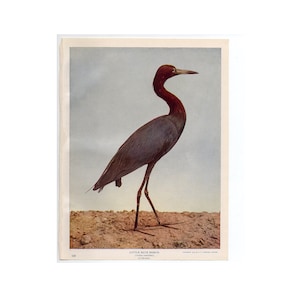 c. 1900 KLEINER BLAUREICHER-Lithographie • Original antiker Druck • Stelzvogel-Druck • Kleiner Reiher-Vogel-Druck • Audubon • Fotolitho