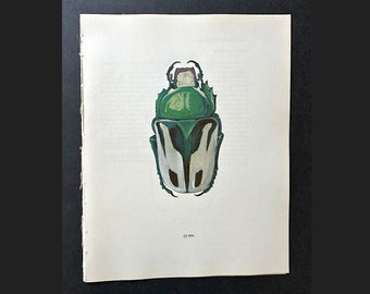 vintage BEETLE PRINT c. 1964 • original vintage print • beetle illustration • insect print • entomology print • green & white bug print