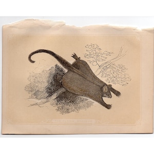 Puede incluir: Una ilustración en blanco y negro de una zarigüeya colgada de una rama de árbol. La zarigüeya está mirando hacia el lado derecho de la imagen. La imagen está impresa en papel de color crema.