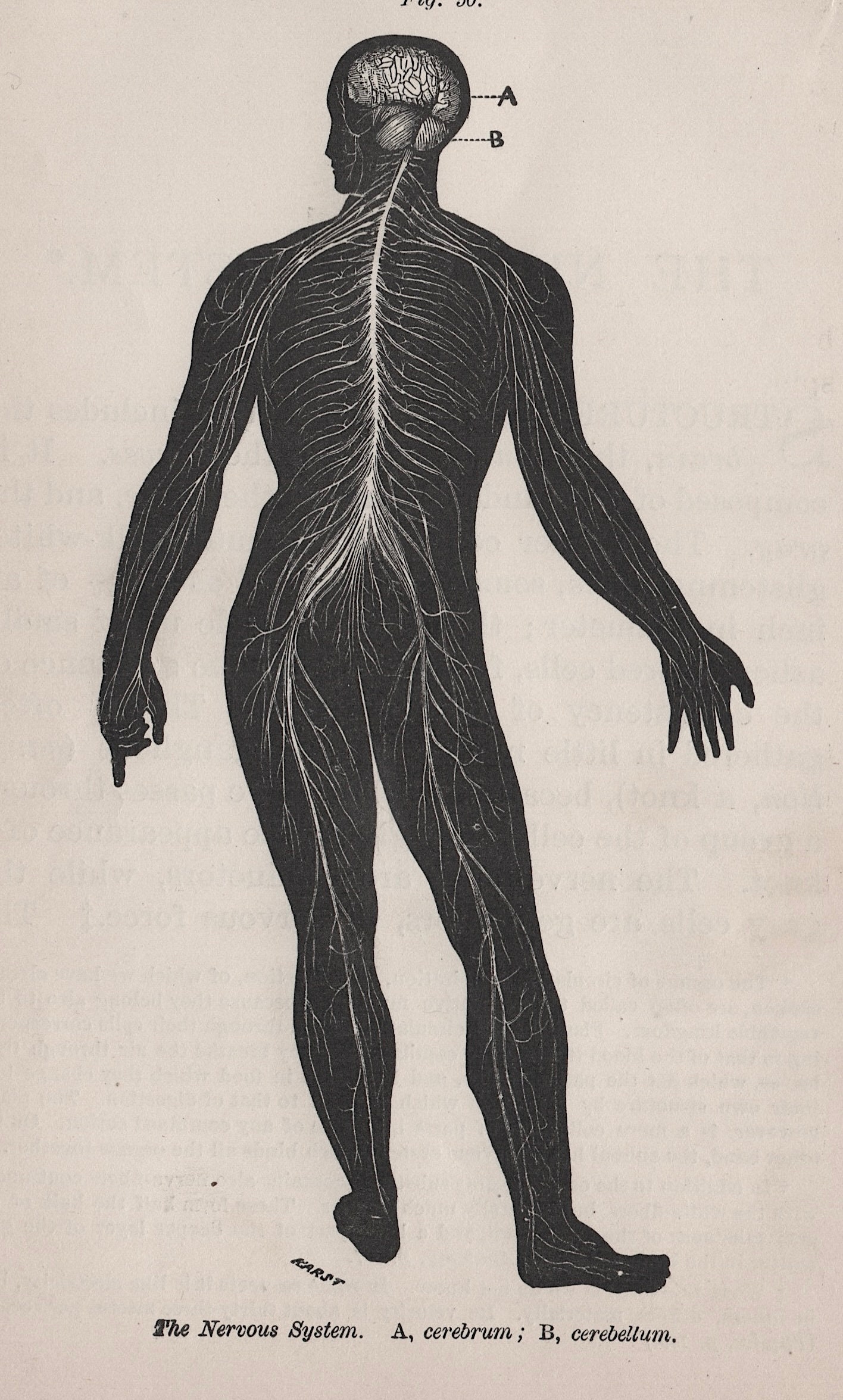 C. 1884 NERVOUS SYSTEM Lithograph - Antique Human Anatomy Print ...