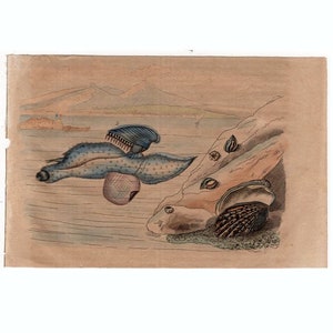 1835 exotic sea life print rare original antique hand colored engraving -  shells beach ocean