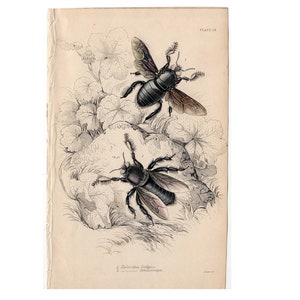 Puede incluir: Una ilustración vintage de dos abejas negras y marrones sobre un fondo blanco con dibujos en blanco y negro de hojas y flores. El texto "PLATE IX" está en la esquina superior derecha. El texto "Xylocopa latipes" está en la esquina inferior derecha.