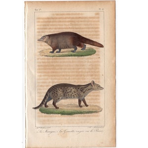 c. 1831 GENET engraving • original antique print • animal engraving - mangue print •  hand colored engraving from Buffon