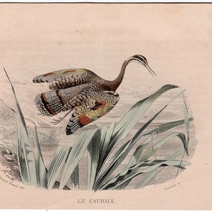 c. 1837 PHEASANT engraving •  original antique print • game bird print • bird print • hand colored engraving •