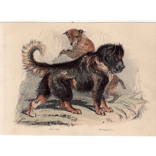 c. 1854 DOGS etching • original antique print • dog breeds • Thibet & Indian dog • Tibetan Mastiff and Indian pariah dog • hand colored 