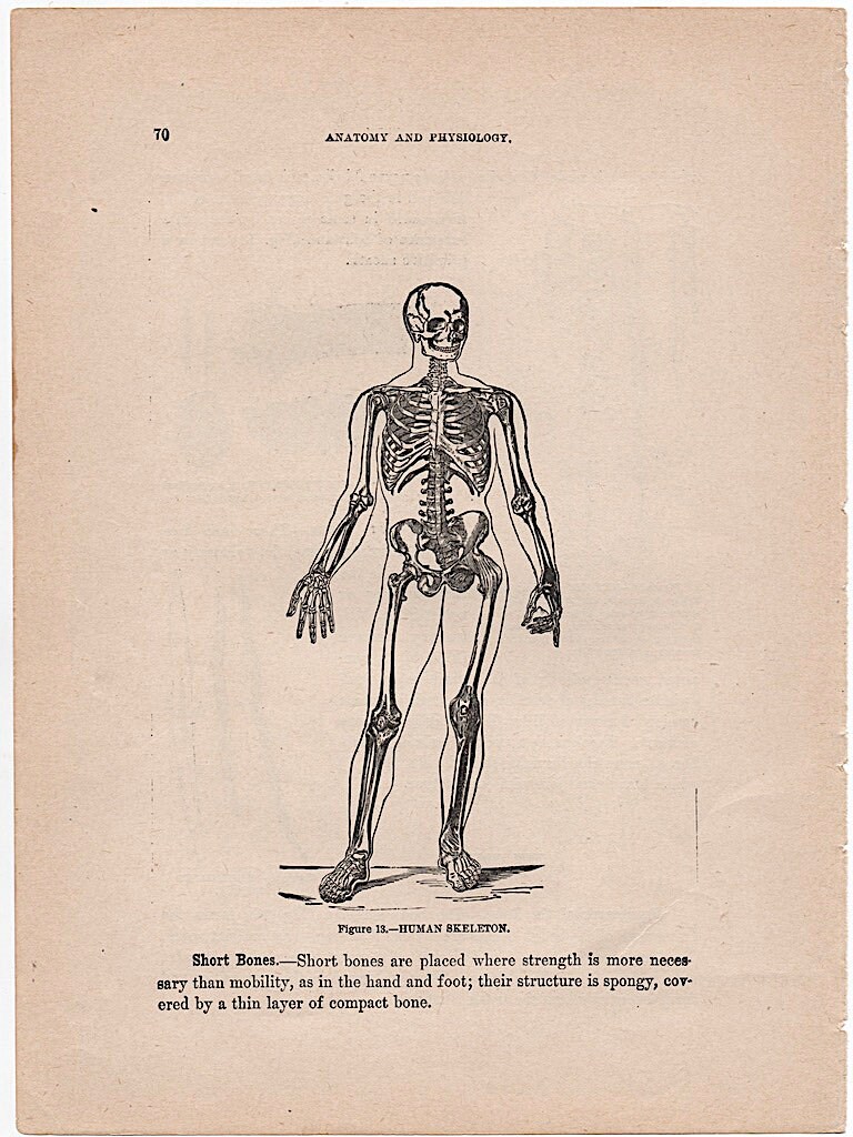 SKELETON Antique Print C. 1901 • Original Antique Lithograph • Human ...
