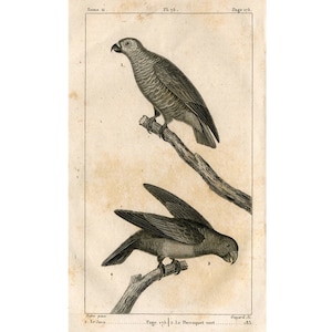 c 1817 PARROT PARAKEET LORY engraving - original antique print - ornithology print • avian birds - Buffon animal print