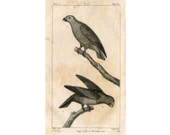 c 1817 PARROT PARAKEET LORY engraving - original antique print - ornithology print • avian birds - Buffon animal print