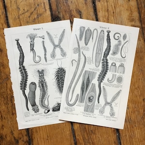 c. 1889 WORMS lithographs • set of 2 original antique prints • earthworms print • verme prints • antique worms • or burrowing invertebrates