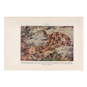 c. 1934 POISONOUS SNAKES lithograph - original vintage reptile print - American poisonous snakes - copperhead & coral snakes