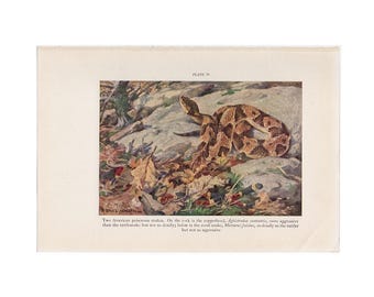 c. 1934 POISONOUS SNAKES lithograph - original vintage reptile print - American poisonous snakes - copperhead & coral snakes