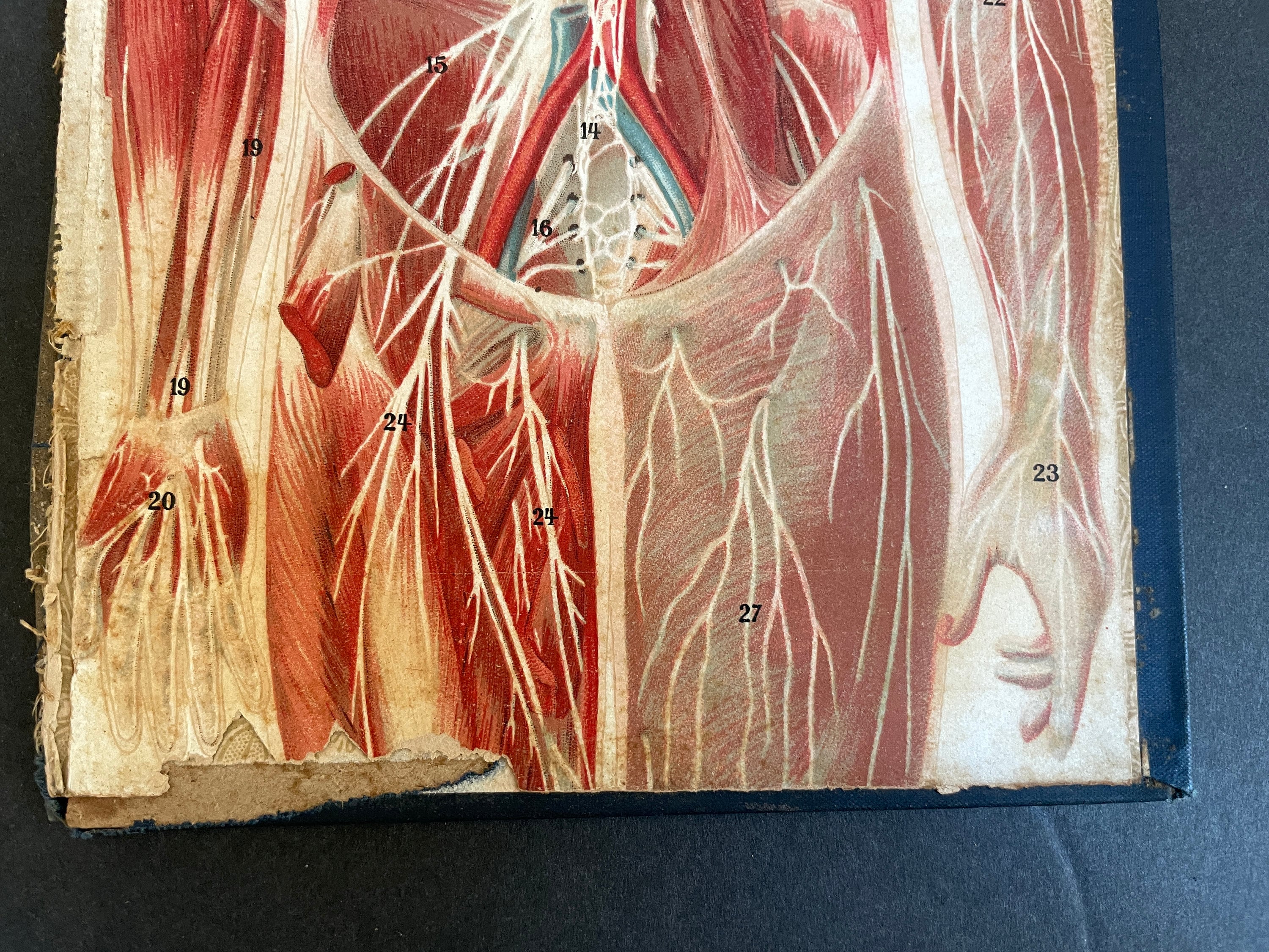 C. 1902 MALE ANATOMY Lithograph - Original Antique Print • Antique ...