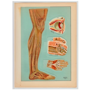 c. 1912 BODY PARTS • ANATOMY lithograph • original antique print • interactive medical illustration • layers of the body • leg eye hand