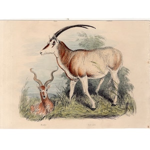 c. 1854 ANTELOPES etching • original antique print • ruminant animal print • kudu & sable antelopes • hand colored