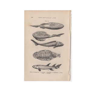 May include: A vintage book page titled THE DEVONIAN AGE, FIG. 62, featuring five black and white scientific illustrations of prehistoric fish labeled 1 through 5. The text at the bottom identifies the species as Coccosteus, Pterichthys, Cephalaspis, Holoptychius, and Osteolepis.