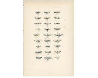 May include: An antique print featuring detailed illustrations of various moth species. The moths are depicted in a grid-like arrangement, showcasing their intricate wing patterns and shapes. The print has a vintage aesthetic with a cream-colored background.