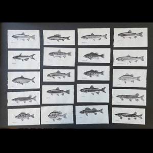 c. 1963 FRESH WATER FISH lithographs - set of 20 original vintage prints - fishing print - sport fishing - trout salmon bass pike