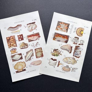 c. 1919 ANTIQUE MUSHROOM PRINTS • original antique prints • fungi print • fungus • edible mushroom print • poisonous mushroom • polypores x2