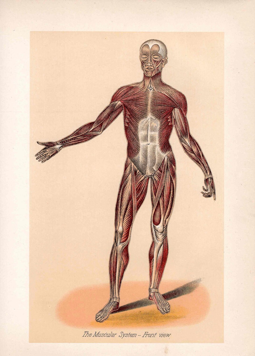 C. 1901 HUMAN ANATOMY MUSCLES Lithograph • Original Antique Print ...