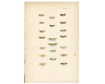 ヤドクガ科の蛾 - 1882年のヨーロッパの蝶と蛾の非常に珍しい図版 - 手