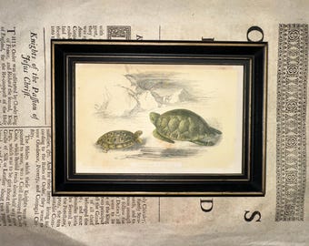 1840 Original Antique Turtle Engraving With Snapping Turtle