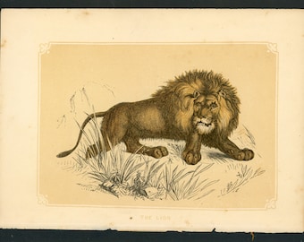 c.1853 THE LION print • original antique print •  wild cat print • Bicknell print • big cat print • African animal • safari animal • leo l