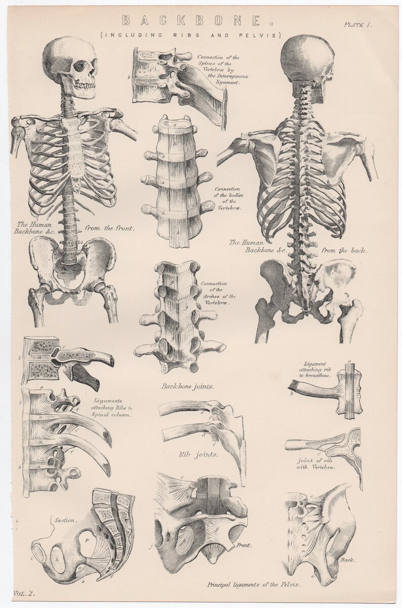 C. 1880 HUMAN SKELETON • BACKBONE Engraving • Original Antique Print ...