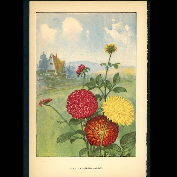 c. 1930 DAHLIAS lithograph • original vintage print • flower print • botany • botanical print • dahlia plant • daisy family