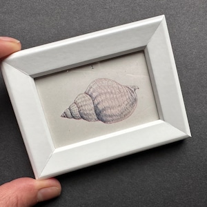 May include: A white frame with a beige mat and a drawing of a seashell inside. The seashell is a light brown color with a darker brown spiral.