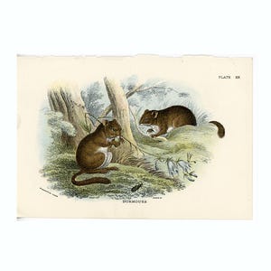 c. 1896 DORMOUSE print • original antique print • rodent print • Lloyd animal print • mice print • dormice print • found in Africa & Eurasia